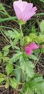 Image of Malope malacoides L.