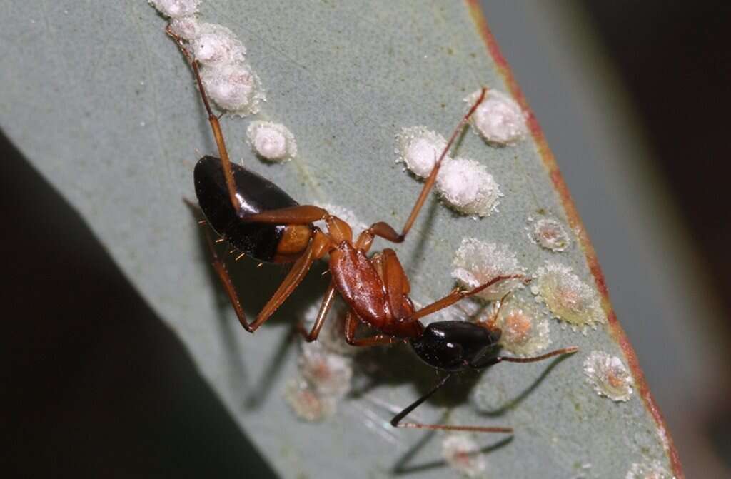 Plancia ëd Camponotus consobrinus (Erichson 1842)