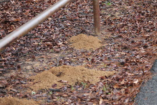 Image of Baird's Pocket Gopher