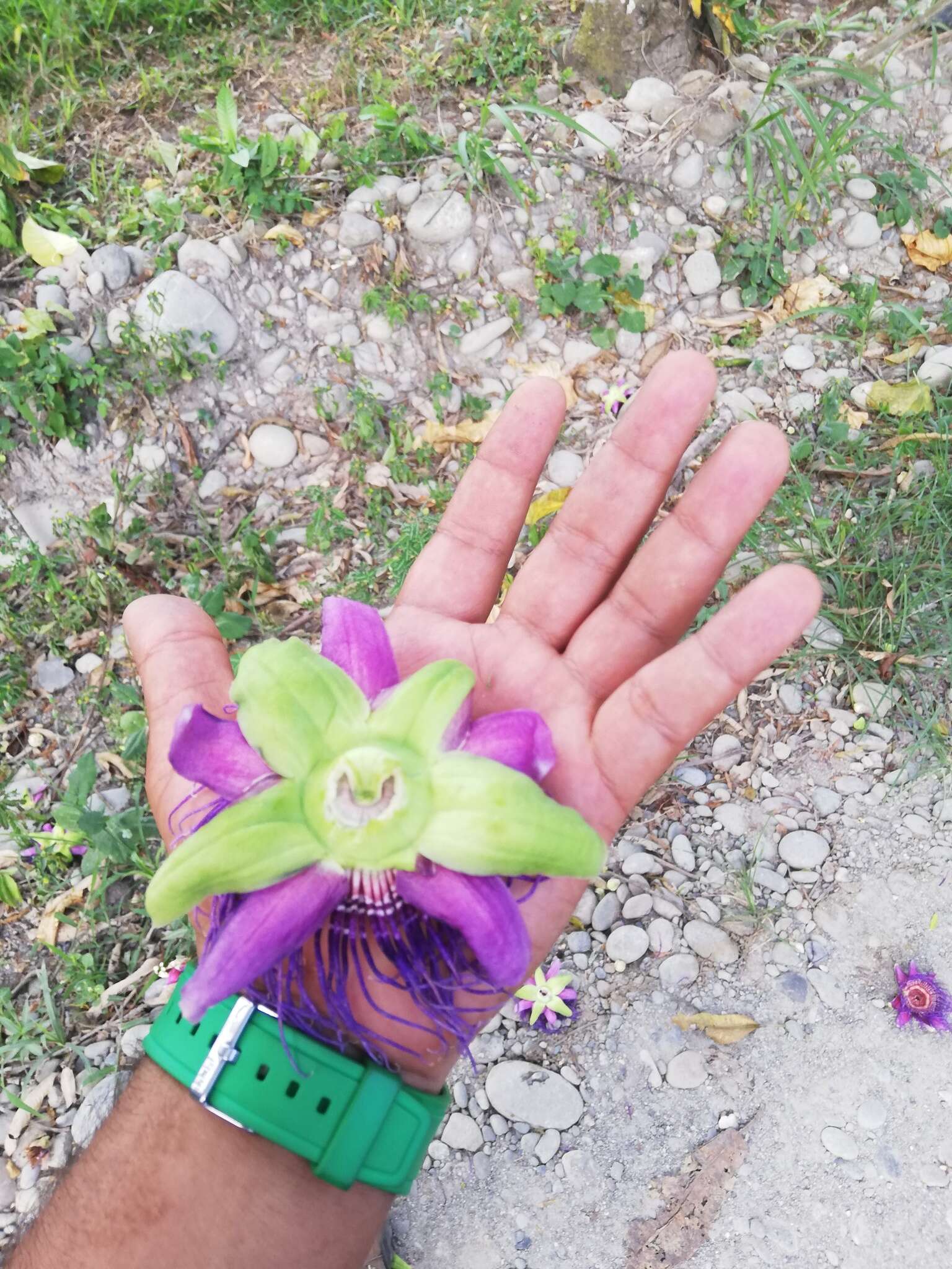 Plancia ëd Passiflora quadrangularis L.