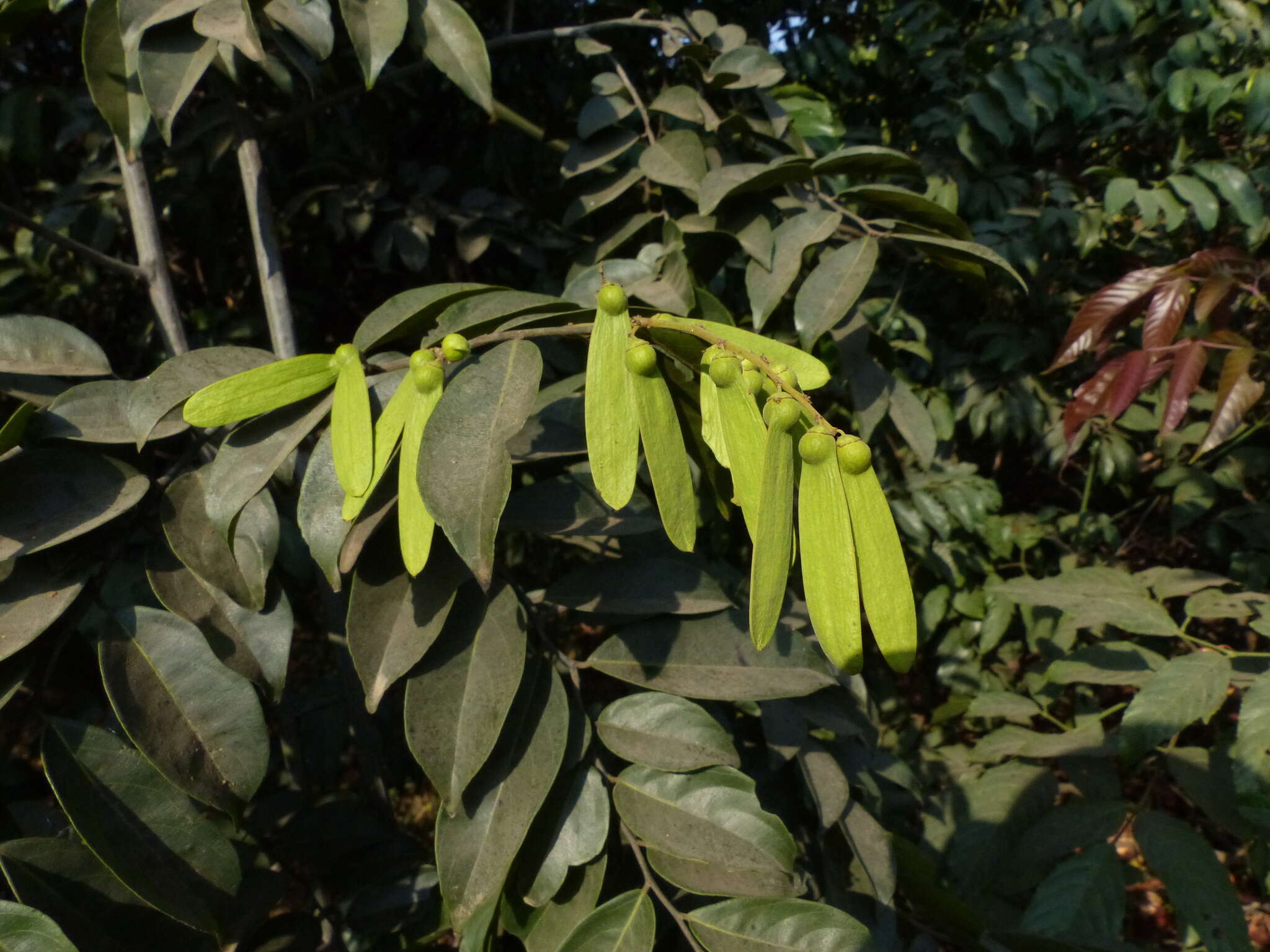 Image of Ventilago madraspatana Gaertn.