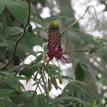 Image of Podandrogyne densiflora (Benth.) H. H. Iltis & T. S. Cochrane