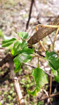 Image of Dioscorea bosseri Haigh & Wilkin