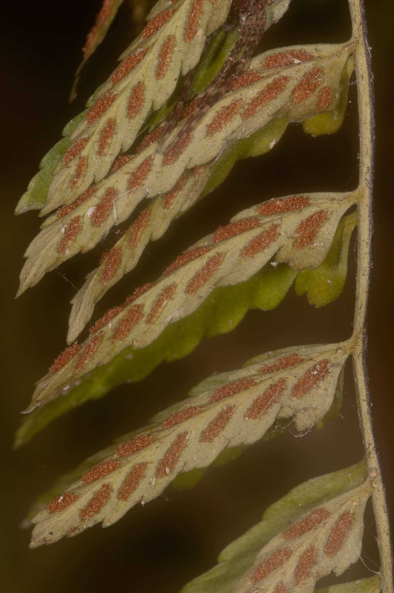 Image of eared spleenwort