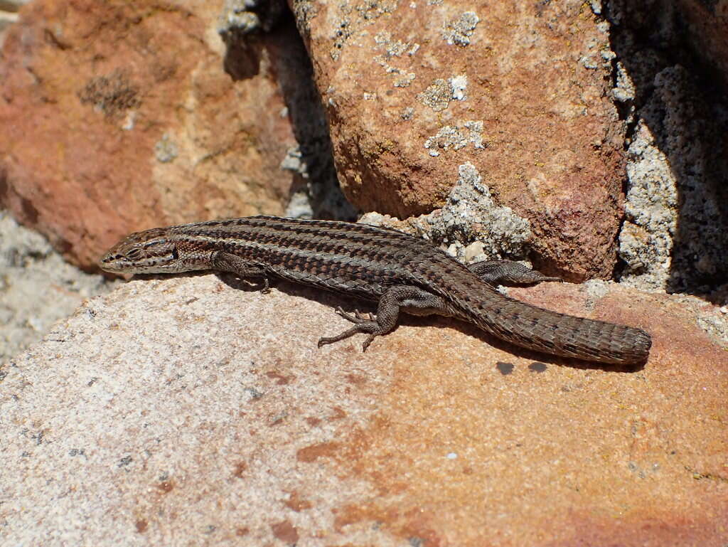 صورة Tropidosaura montana montana (Gray 1831)