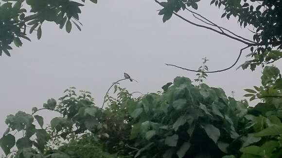 Image of Light-vented Bulbul