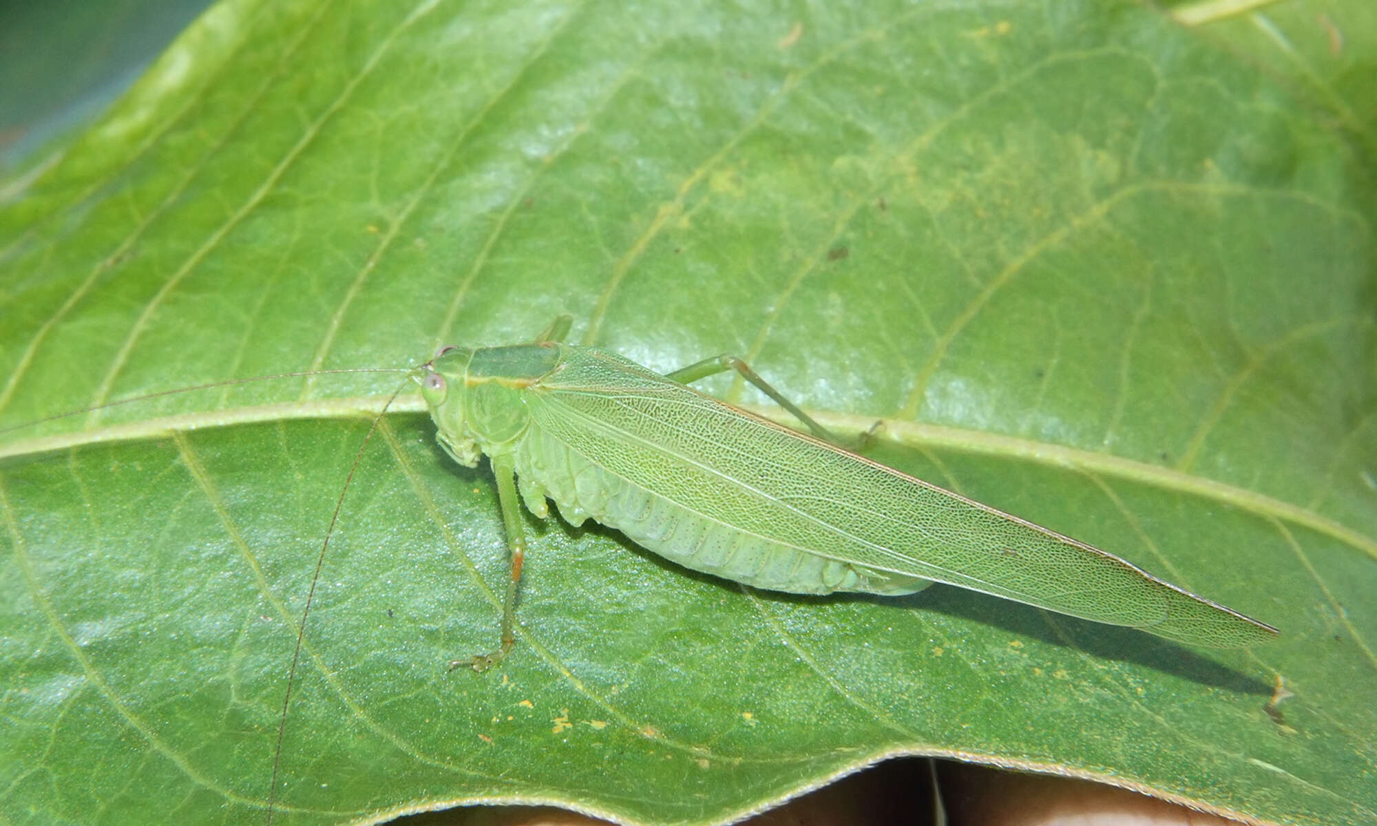 Sivun Homotoicha spinata (Brunner von Wattenwyl 1878) kuva