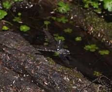 Image of Austroaeschna subapicalis Theischinger 1982