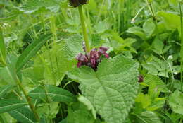 Image de Phlomoides ornata (C. Y. Wu) Kamelin & Makhm.