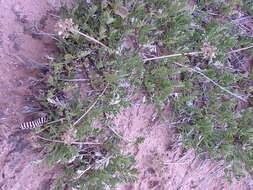 Image of sessileflower Indian parsley
