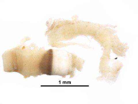 Image of <i>Mesochaetopterus japonicus</i> Fujiwara 1934