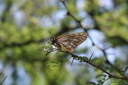 Image of Baronia brevicornis Salvin 1893