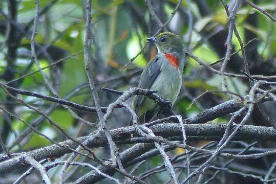 Image of Olive-crowned Flowerpecker