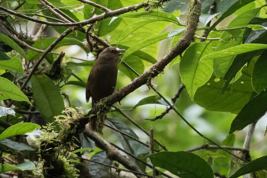 Image of Sepia-brown Wren