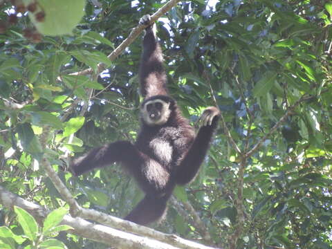 Image of White-handed Gibbon