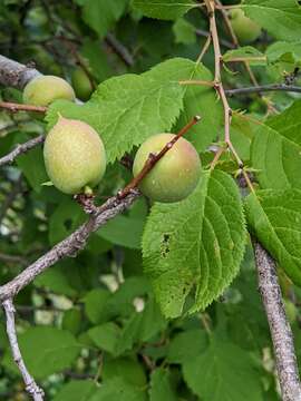 Plancia ëd Prunus brigantina Vill.