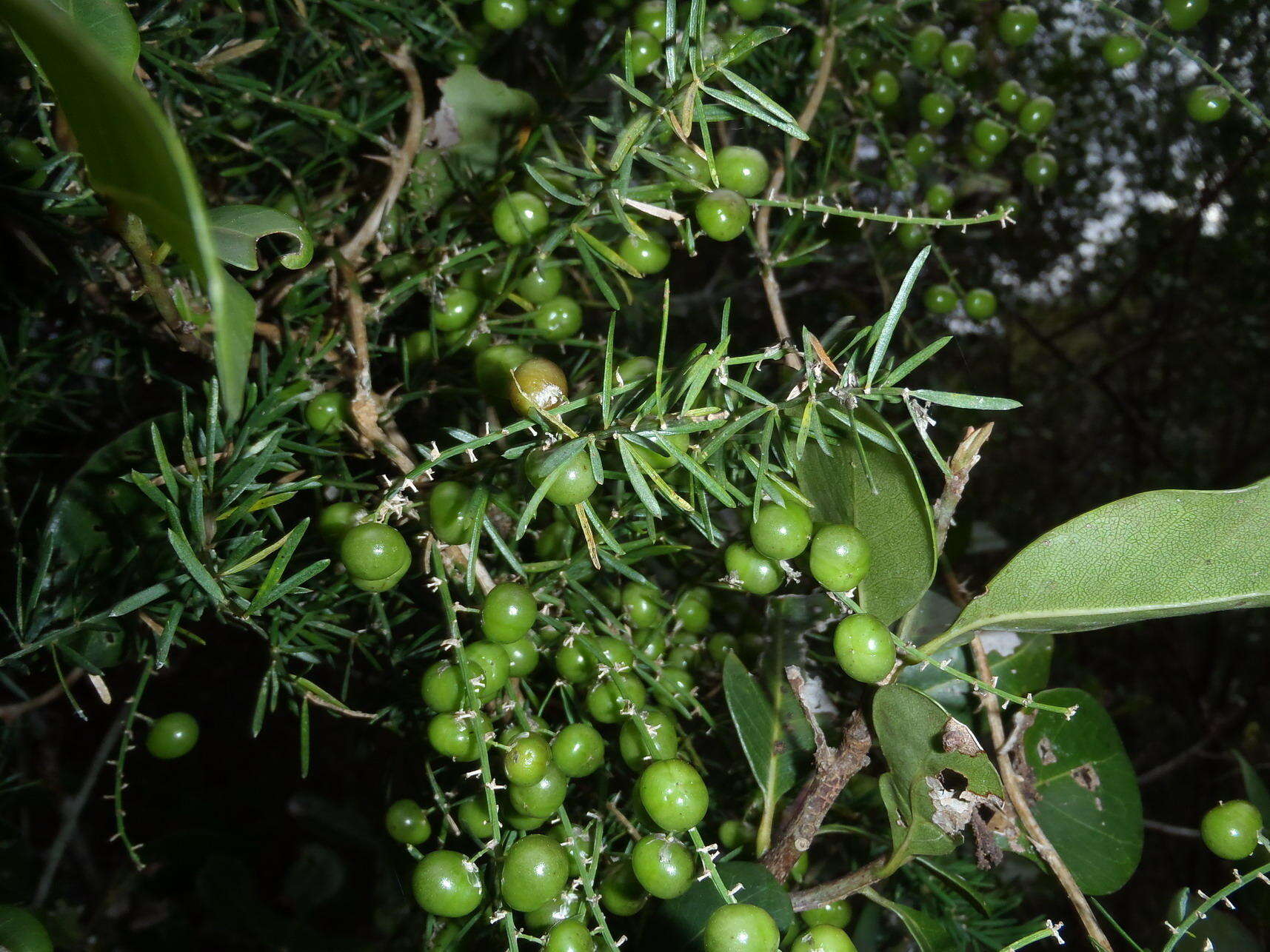 Image of African asparagus