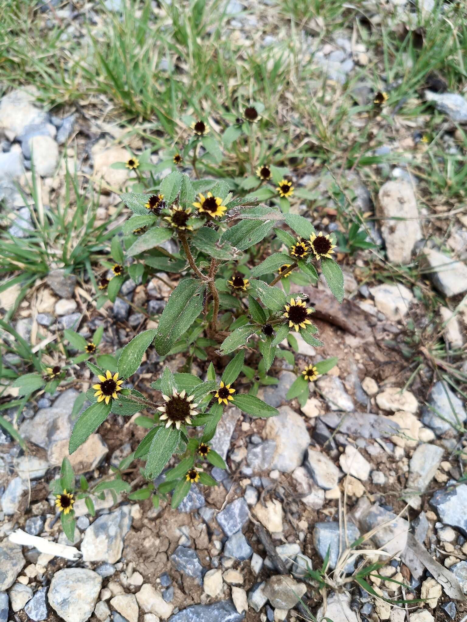 Sanvitalia angustifolia Engelm. ex A. Gray resmi