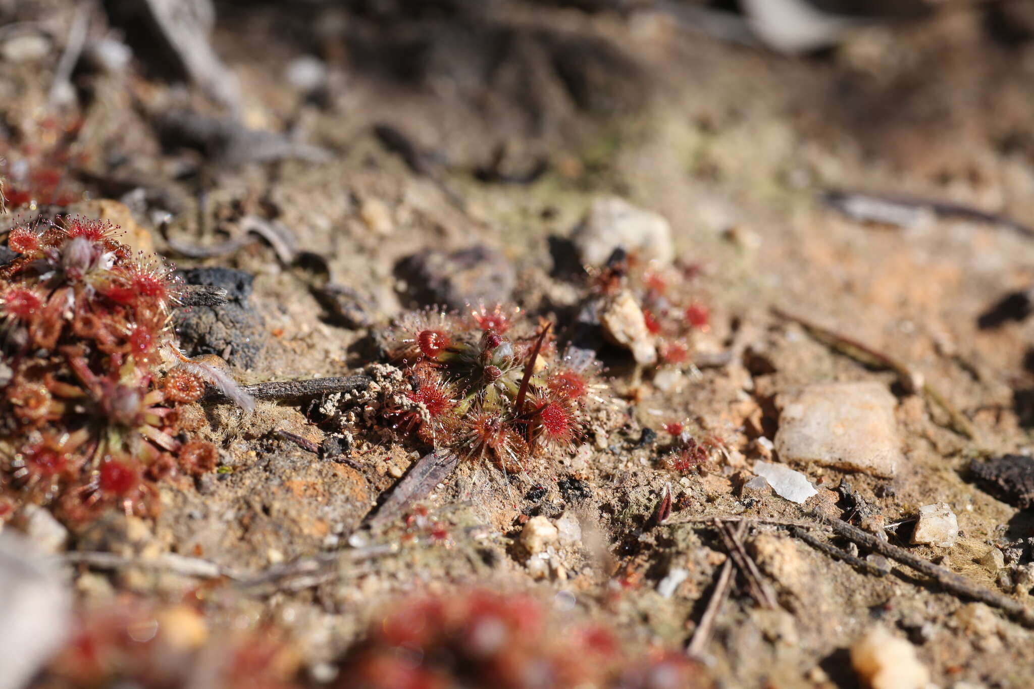 صورة Drosera miniata Diels