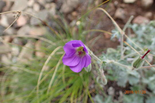 Image of Geranium schlechteri R. Knuth ex Engl.