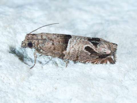 Image of Constricted Sonia Moth