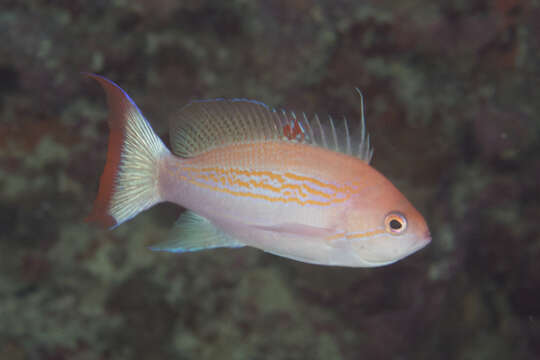 Image de Pseudanthias luzonensis (Katayama & Masuda 1983)