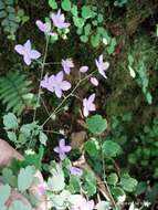 Image of Thalictrum chelidonii DC.