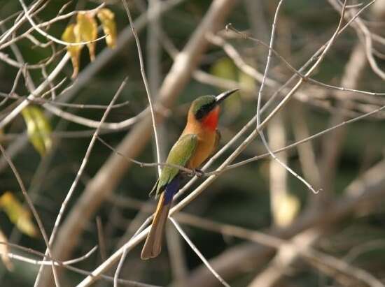 Image of Red-throated Bee-eater