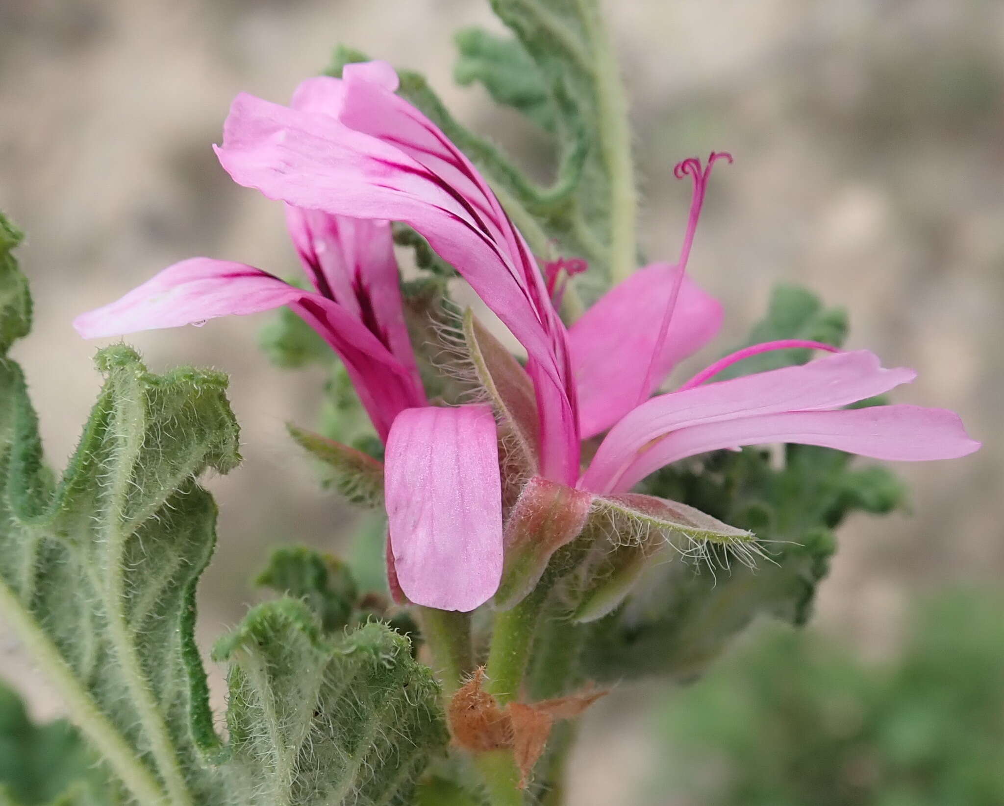 Image of oakleaf geranium