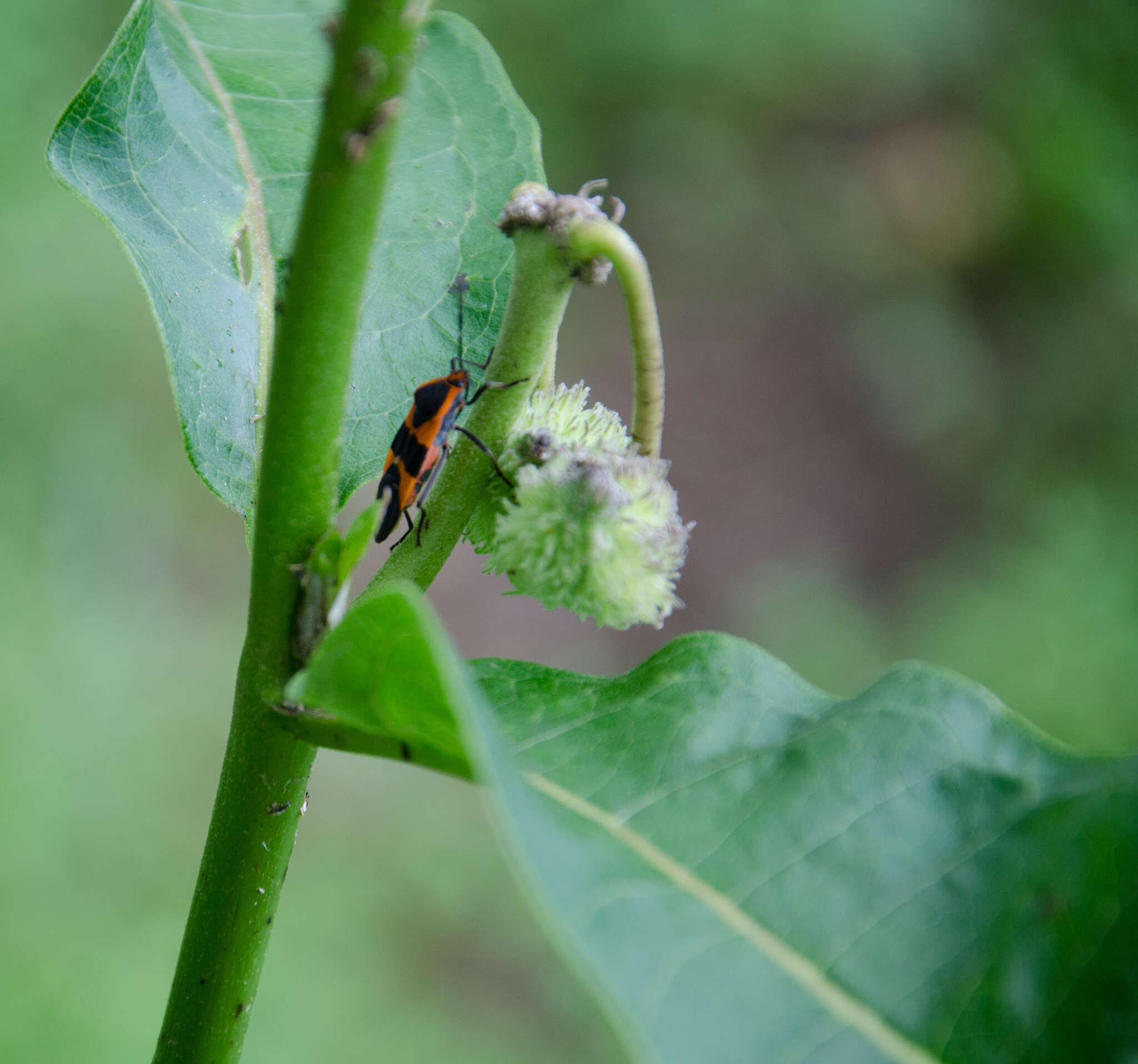 Image of Large Milkweed Bug