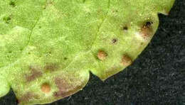 Слика од Puccinia veronicae (Schumach.) G. Winter 1881