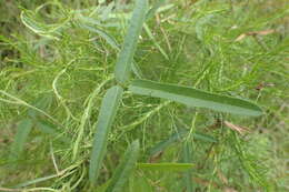 Image de Strophostyles leiosperma (Torr. & A. Gray) Piper