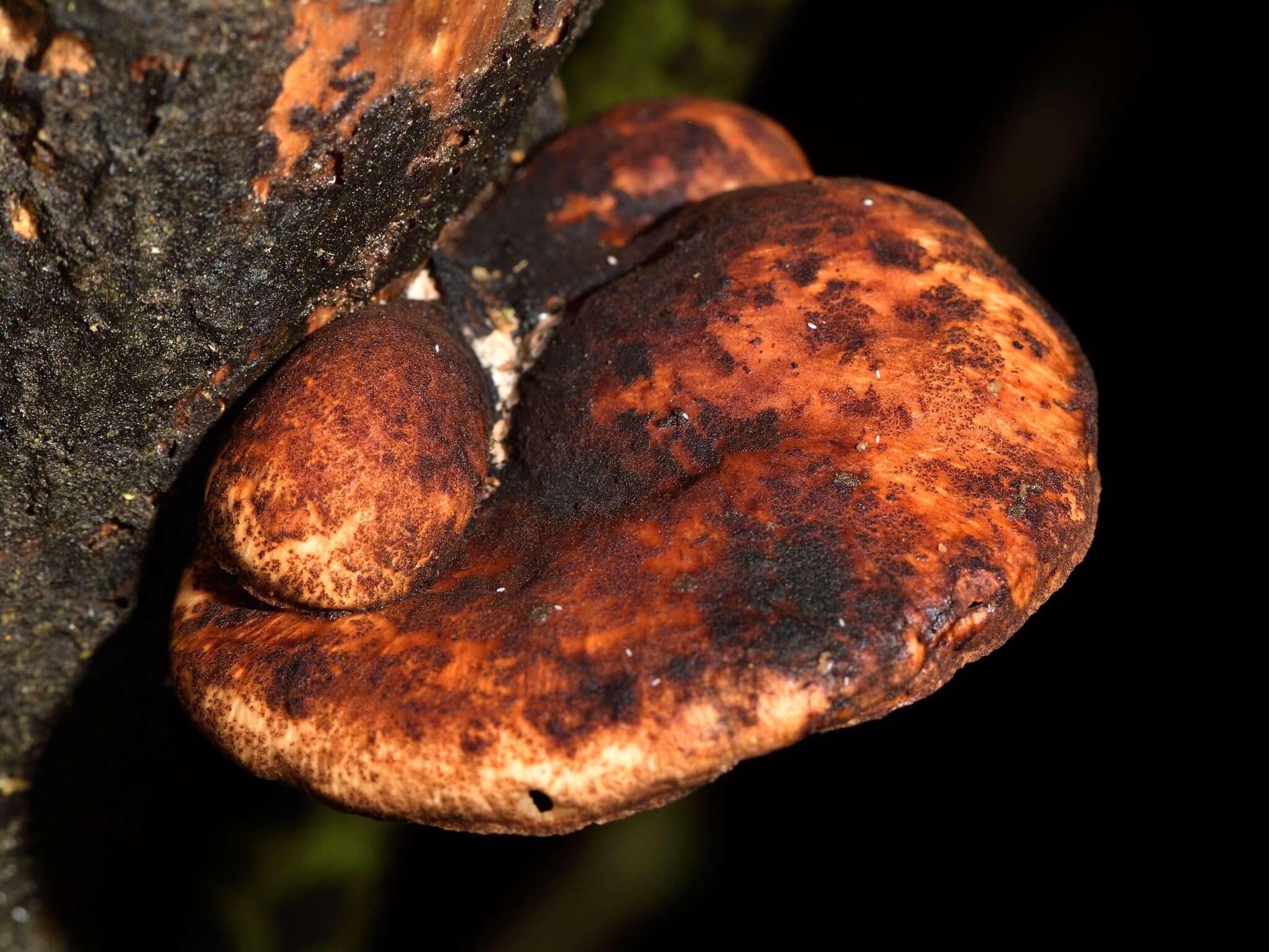 Image de Polyporus hypomelanus Berk. ex Cooke 1886