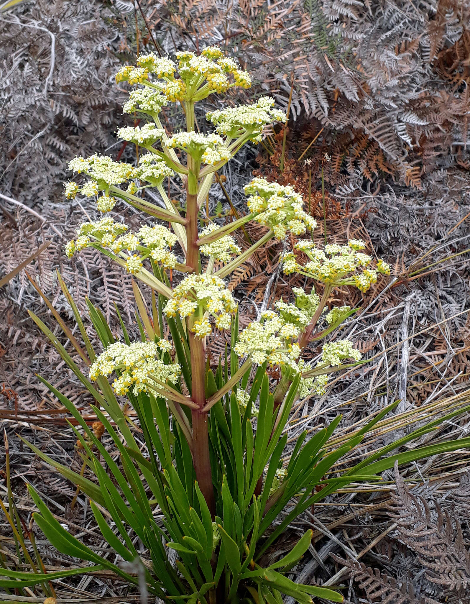 Imagem de Aciphylla traversii F. Müll. ex J. Buch