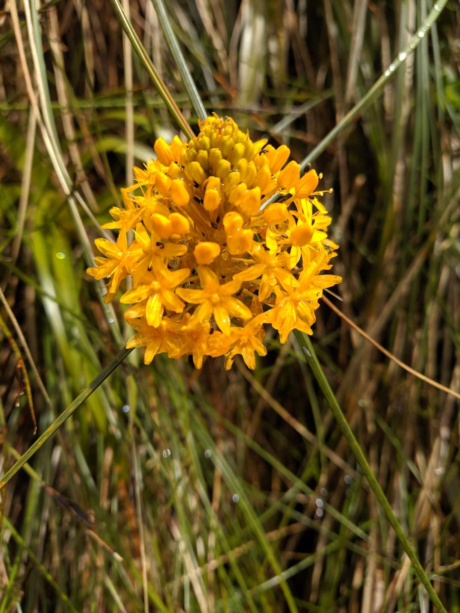 Image of Bulbinella gibbsii var. balasifera L. B. Moore