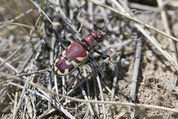 Image of Beautiful tiger beetle