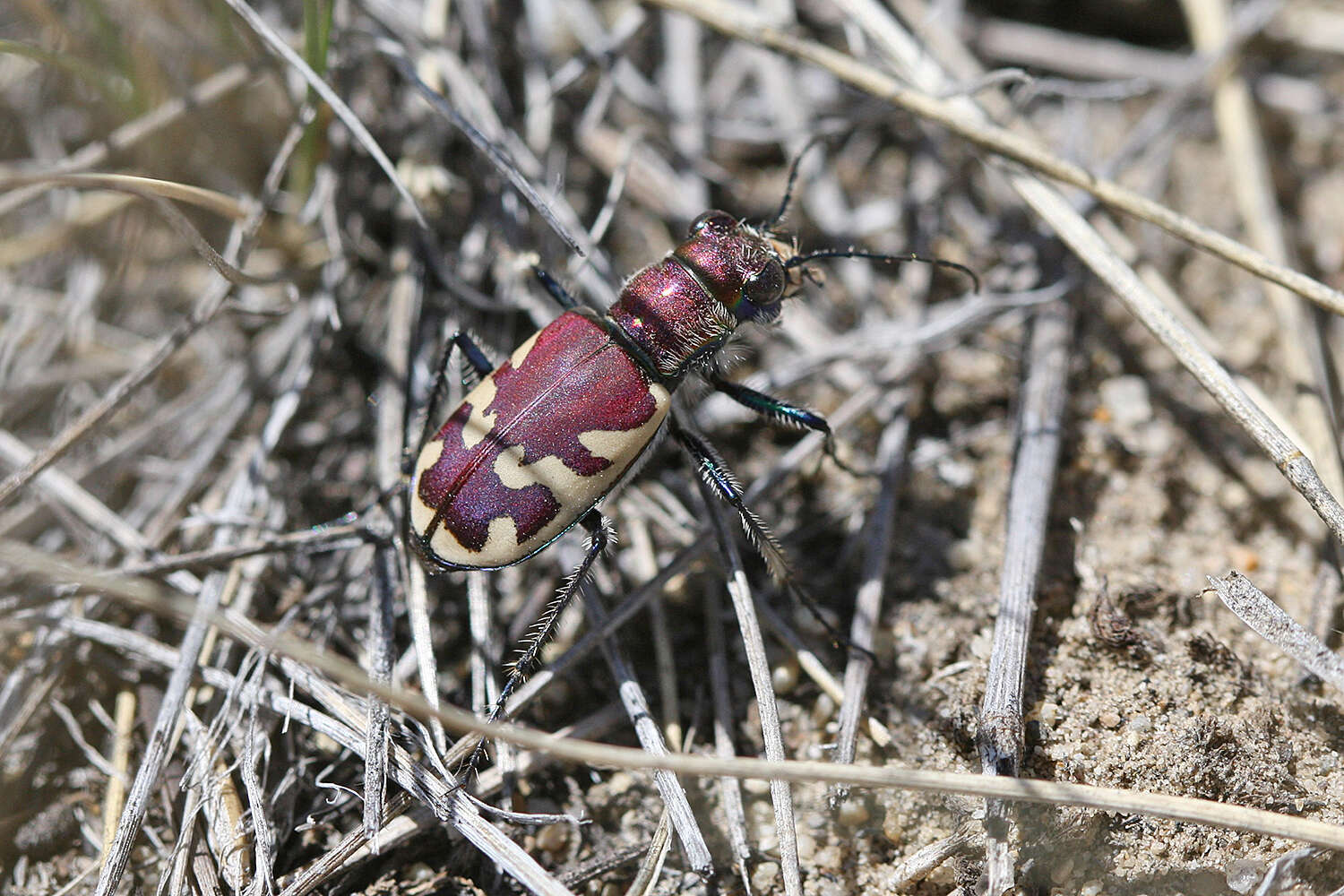 Image of Beautiful tiger beetle