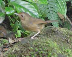 Image of Buff-breasted Babbler