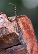 Image of Bluefields Anole