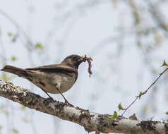 Imagem de Turdus atrogularis Jarocki 1819