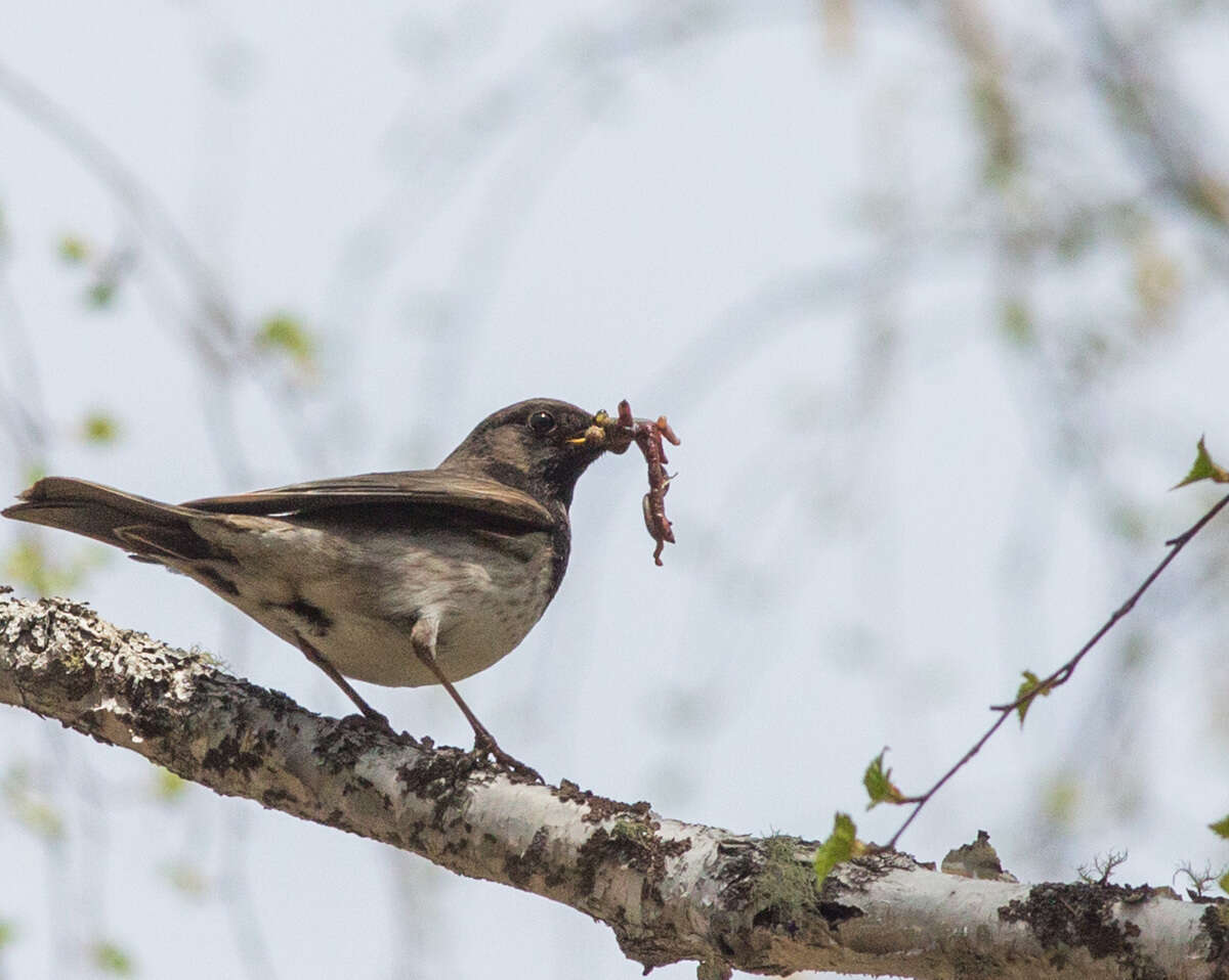 Imagem de Turdus atrogularis Jarocki 1819