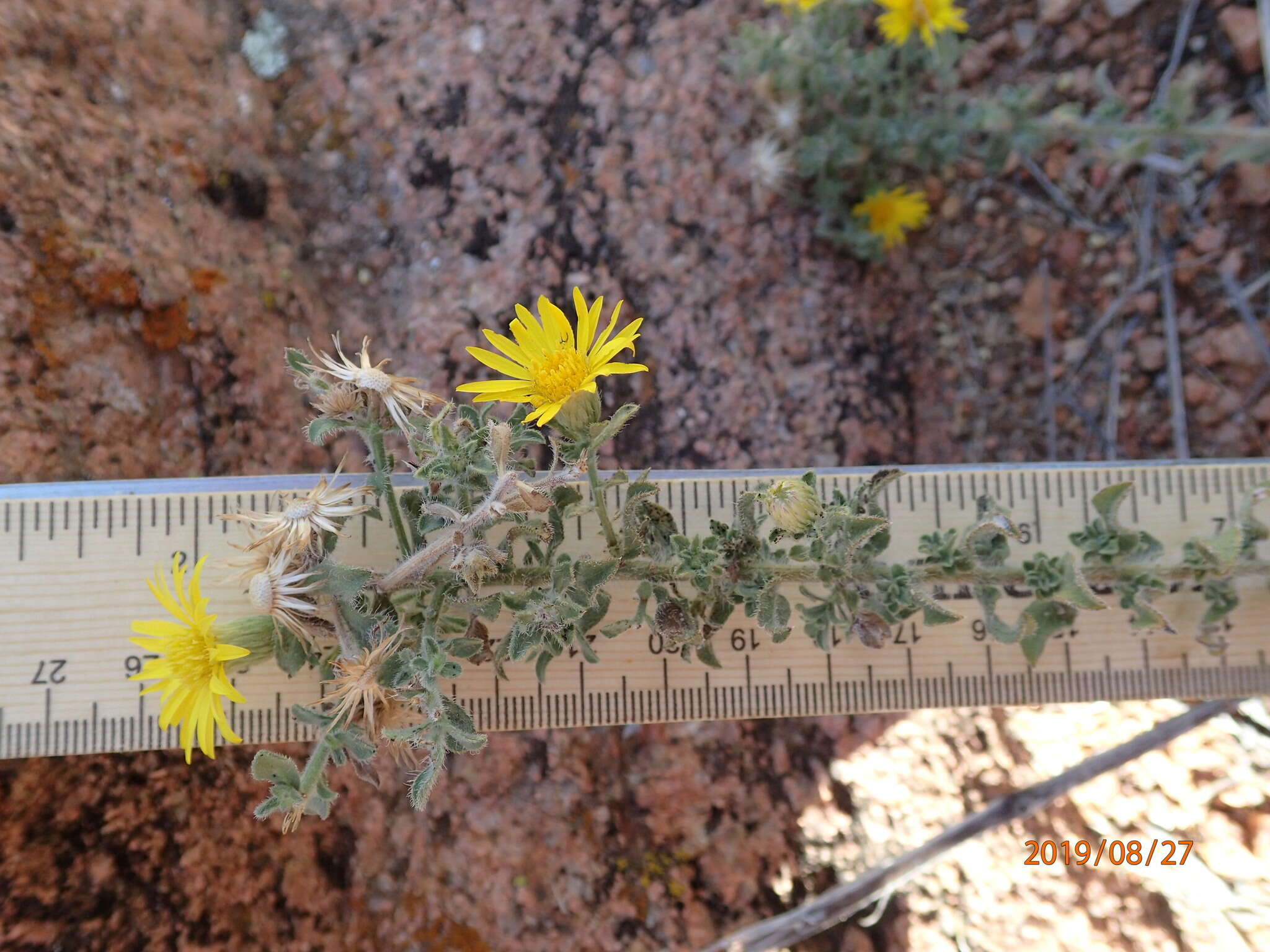 Image of rockyscree false goldenaster