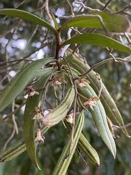 Image of Common tangle orchid