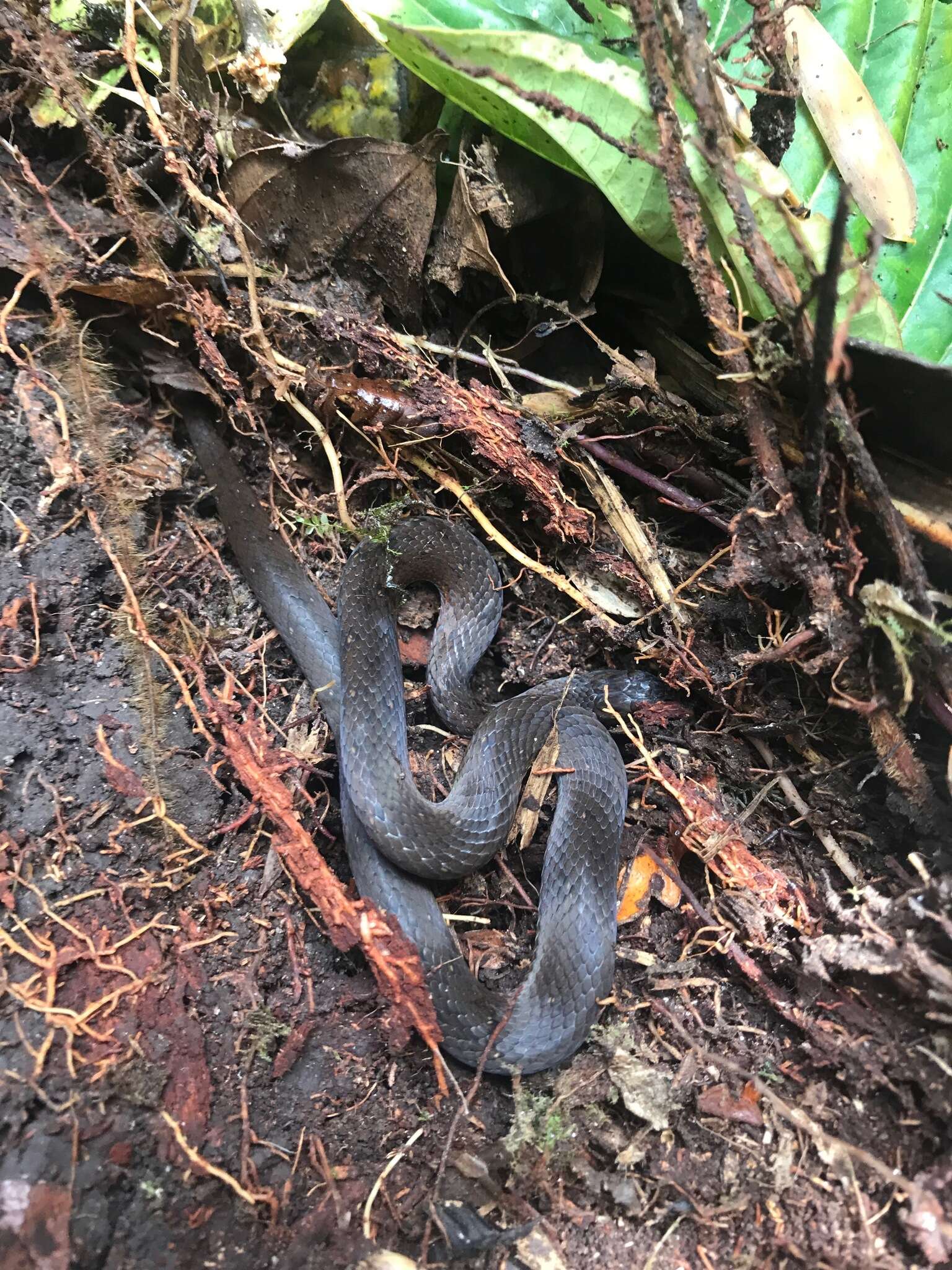 Image of Rustyhead Snake