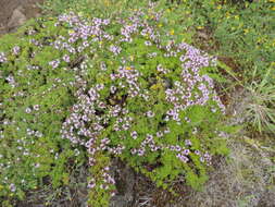 Thymus caespititius Brot. resmi