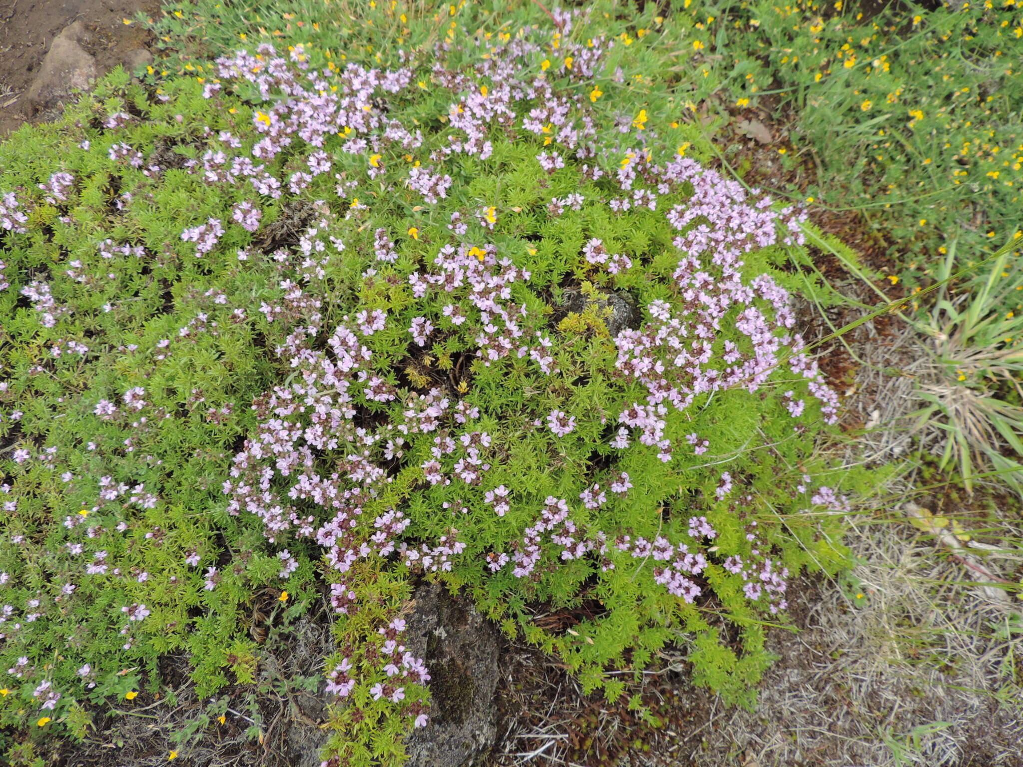 Image of Thymus caespititius Brot.