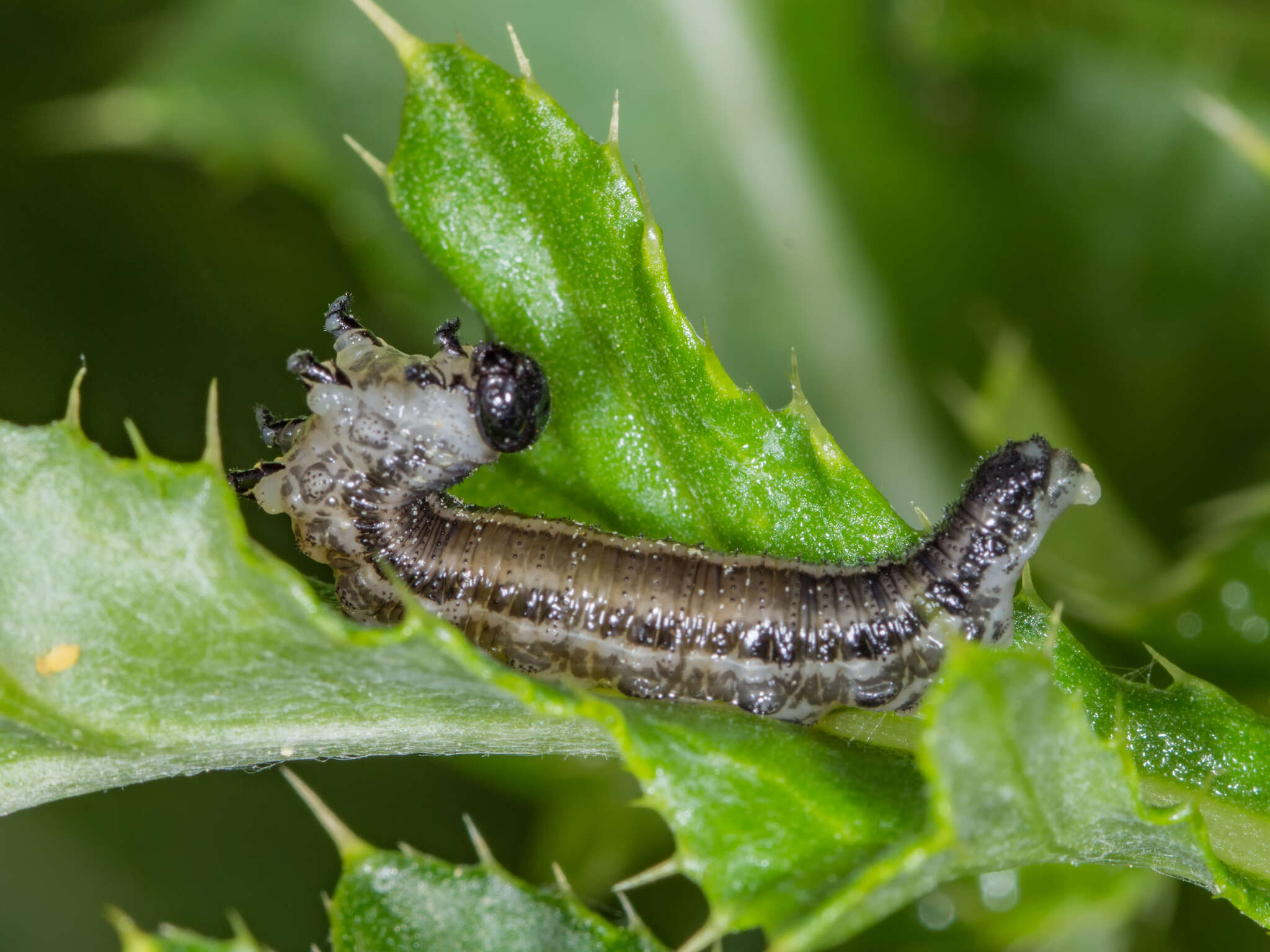 Image of European pine sawfly