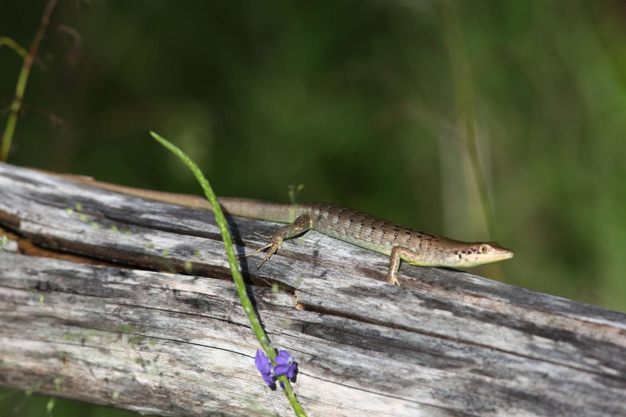 Image of Epibator Sadlier, Bauer, Shea & Smith 2015