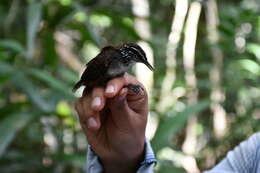 Image of White-breasted Wood Wren