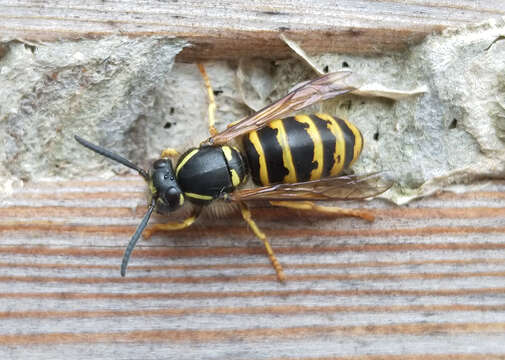 Dolichovespula saxonica (Fabricius 1793)的圖片